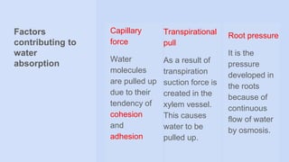 Factors
contributing to
water
absorption
Capillary
force
Water
molecules
are pulled up
due to their
tendency of
cohesion
and
adhesion
Transpirational
pull
As a result of
transpiration
suction force is
created in the
xylem vessel.
This causes
water to be
pulled up.
Root pressure
It is the
pressure
developed in
the roots
because of
continuous
flow of water
by osmosis.
 