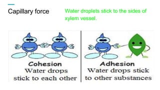 Capillary force Water droplets stick to the sides of
xylem vessel.
 