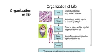 Organization
of life
 