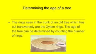 Determining the age of a tree
● The rings seen in the trunk of an old tree which has
cut transversely are the Xylem rings. The age of
the tree can be determined by counting the number
of rings.
 