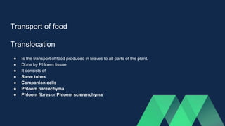 Transport of food
Translocation
● Is the transport of food produced in leaves to all parts of the plant.
● Done by Phloem tissue
● It consists of
● Sieve tubes
● Companion cells
● Phloem parenchyma
● Phloem fibres or Phloem sclerenchyma
 