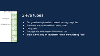 Sieve tubes
● Elongated cells placed end to end forming long tube
● End walls are perforated with sieve plate.
● Living cells
● Through this food passes from cell to cell.
● Sieve tubes play an important role in transporting food.
 