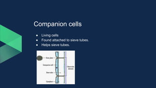 Companion cells
● Living cells
● Found attached to sieve tubes.
● Helps sieve tubes.
 