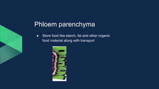 Phloem parenchyma
● Store food like starch, fat and other organic
food material along with transport
 