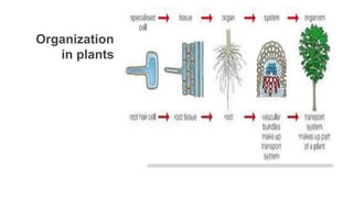 Organization
in plants
 