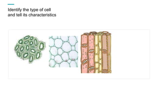 Identify the type of cell
and tell its characteristics
 