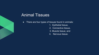 Animal Tissues
● There are four types of tissues found in animals:
1. Epithelial tissue,
2. Connective tissue,
3. Muscle tissue, and
4. Nervous tissue.
 