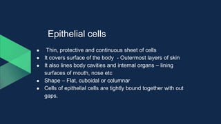 Epithelial cells
● Thin, protective and continuous sheet of cells
● It covers surface of the body - Outermost layers of skin
● It also lines body cavities and internal organs – lining
surfaces of mouth, nose etc
● Shape – Flat, cuboidal or columnar
● Cells of epithelial cells are tightly bound together with out
gaps.
 