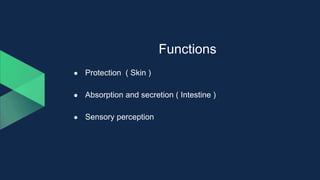 Functions
● Protection ( Skin )
● Absorption and secretion ( Intestine )
● Sensory perception
 