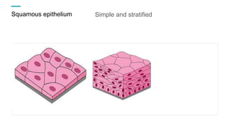 Squamous epithelium Simple and stratified
 