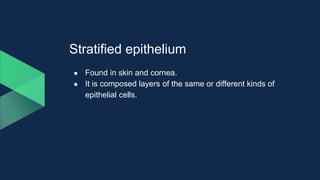 Stratified epithelium
● Found in skin and cornea.
● It is composed layers of the same or different kinds of
epithelial cells.
 
