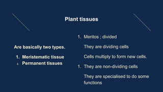 Plant tissues
Are basically two types.
1. Meristematic tissue
2. Permanent tissues
1. Meritos ; divided
They are dividing cells
Cells multiply to form new cells.
1. They are non-dividing cells
They are specialised to do some
functions
 
