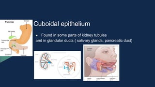 Cuboidal epithelium
● Found in some parts of kidney tubules
and in glandular ducts ( salivary glands, pancreatic duct)
 