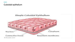 Cuboidal epithelium
 