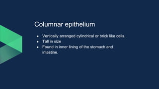 Columnar epithelium
● Vertically arranged cylindrical or brick like cells.
● Tall in size
● Found in inner lining of the stomach and
intestine.
 