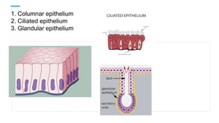 1. Columnar epithelium
2. Ciliated epithelium
3. Glandular epithelium
 