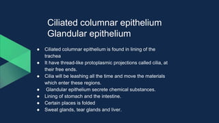 Ciliated columnar epithelium
Glandular epithelium
● Ciliated columnar epithelium is found in lining of the
trachea
● It have thread-like protoplasmic projections called cilia, at
their free ends.
● Cilia will be leashing all the time and move the materials
which enter these regions.
● Glandular epithelium secrete chemical substances.
● Lining of stomach and the intestine.
● Certain places is folded
● Sweat glands, tear glands and liver.
 