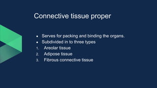 Connective tissue proper
● Serves for packing and binding the organs.
● Subdivided in to three types
1. Areolar tissue
2. Adipose tissue
3. Fibrous connective tissue
 