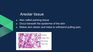 Areolar tissue
● Also called packing tissue
● Occur beneath the epidermis of the skin
● Makes skin elastic and helps to withstand pulling pain.
 