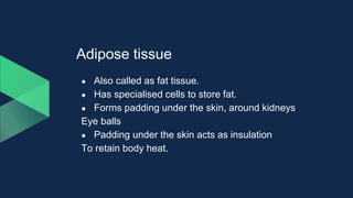 Adipose tissue
● Also called as fat tissue.
● Has specialised cells to store fat.
● Forms padding under the skin, around kidneys
Eye balls
● Padding under the skin acts as insulation
To retain body heat.
 
