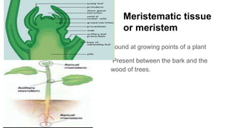 Meristematic tissue
or meristem
Found at growing points of a plant
Present between the bark and the
wood of trees.
 