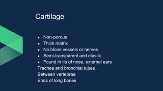 Cartilage
● Non-porous
● Thick matrix
● No blood vessels or nerves
● Semi-transparent and elastic
● Found in tip of nose, external ears
Trachea and bronchial tubes
Between vertebrae
Ends of long bones
 