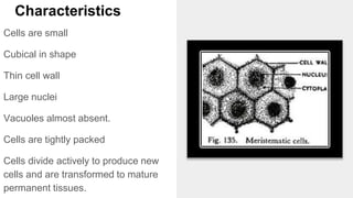 Characteristics
Cells are small
Cubical in shape
Thin cell wall
Large nuclei
Vacuoles almost absent.
Cells are tightly packed
Cells divide actively to produce new
cells and are transformed to mature
permanent tissues.
 