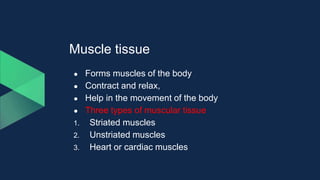 Muscle tissue
● Forms muscles of the body
● Contract and relax,
● Help in the movement of the body
● Three types of muscular tissue
1. Striated muscles
2. Unstriated muscles
3. Heart or cardiac muscles
 