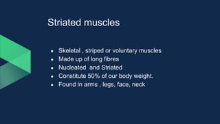 Striated muscles
● Skeletal , striped or voluntary muscles
● Made up of long fibres
● Nucleated and Striated
● Constitute 50% of our body weight.
● Found in arms , legs, face, neck
 