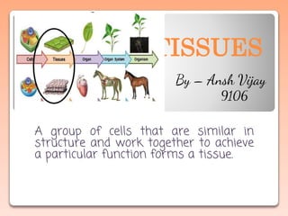 TISSUES
A group of cells that are similar in
structure and work together to achieve
a particular function forms a tissue.
By – Ansh Vijay
9106
 