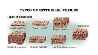 TYPES OF EPITHELIAL TISSUES
 