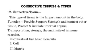 CONNECTIVE TISSUES & TYPES
• 2. Connective Tissue –
This type of tissue is the largest amount in the body.
Function – Provide Support Strength and connect other
tissue, Protect & insulate internal organs,
Transportation, storage, the main site of immune
reaction.
It consists of two basic elements
I. Cell
II. Matrix
 
