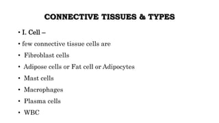 CONNECTIVE TISSUES & TYPES
• I. Cell –
• few connective tissue cells are
• Fibroblast cells
• Adipose cells or Fat cell or Adipocytes
• Mast cells
• Macrophages
• Plasma cells
• WBC
 