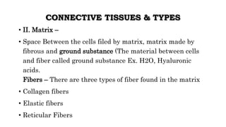 CONNECTIVE TISSUES & TYPES
• II. Matrix –
• Space Between the cells filed by matrix, matrix made by
fibrous and ground substance (The material between cells
and fiber called ground substance Ex. H2O, Hyaluronic
acids.
Fibers – There are three types of fiber found in the matrix
• Collagen fibers
• Elastic fibers
• Reticular Fibers
 