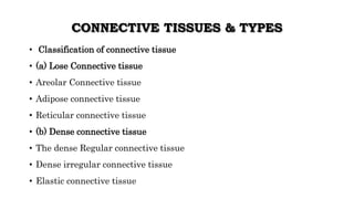 CONNECTIVE TISSUES & TYPES
• Classification of connective tissue
• (a) Lose Connective tissue
• Areolar Connective tissue
• Adipose connective tissue
• Reticular connective tissue
• (b) Dense connective tissue
• The dense Regular connective tissue
• Dense irregular connective tissue
• Elastic connective tissue
 