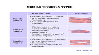 MUSCLE TISSUES & TYPES
 