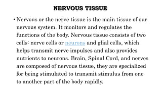 NERVOUS TISSUE
• Nervous or the nerve tissue is the main tissue of our
nervous system. It monitors and regulates the
functions of the body. Nervous tissue consists of two
cells: nerve cells or neurons and glial cells, which
helps transmit nerve impulses and also provides
nutrients to neurons. Brain, Spinal Cord, and nerves
are composed of nervous tissue, they are specialized
for being stimulated to transmit stimulus from one
to another part of the body rapidly.
 
