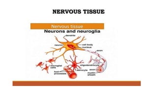 NERVOUS TISSUE
 