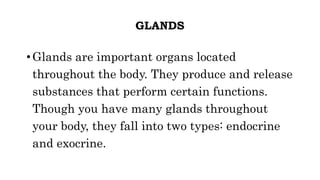 GLANDS
• Glands are important organs located
throughout the body. They produce and release
substances that perform certain functions.
Though you have many glands throughout
your body, they fall into two types: endocrine
and exocrine.
 