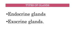 TYPES OF GLANDS
•Endocrine glands
•Exocrine glands.
 