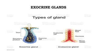 EXOCRINE GLANDS
 