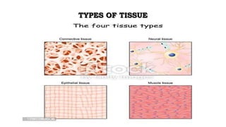 TYPES OF TISSUE
 