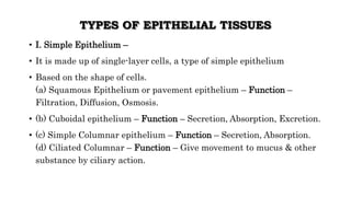 TYPES OF EPITHELIAL TISSUES
• I. Simple Epithelium –
• It is made up of single-layer cells, a type of simple epithelium
• Based on the shape of cells.
(a) Squamous Epithelium or pavement epithelium – Function –
Filtration, Diffusion, Osmosis.
• (b) Cuboidal epithelium – Function – Secretion, Absorption, Excretion.
• (c) Simple Columnar epithelium – Function – Secretion, Absorption.
(d) Ciliated Columnar – Function – Give movement to mucus & other
substance by ciliary action.
 