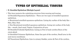 TYPES OF EPITHELIAL TISSUES
• II. Stratified Epithelium (Multiple Layers)-
• This layer protects the underlying structure from wearing and tearing.
(a) Stratified Squamous Epithelium – There are two types of stratified squamous
epithelium.
⇒ Keratinized stratified squamous epithelium. Lining dry surface of the body like –
Skin, Hair, Nail.
⇒ Non-Keratinized stratified squamous epithelium. Lining wet surface of the body
like – mouth, Anal canal, Vagina, Conjunctiva of eyes.
(b) Stratified Cuboidal Epithelium. Lining on Part of male urethra Ducts of the
sweat gland.
(c) Stratified Columnar Epithelium. Some line part of the urethra, Small area in the
anal mucus membrane.
(d) Transitional Epithelium. Line in urinary bladder, ureter & Part of the urethra.
 