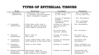 TYPES OF EPITHELIAL TISSUES
 