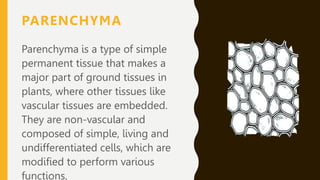 PARENCHYMA
Parenchyma is a type of simple
permanent tissue that makes a
major part of ground tissues in
plants, where other tissues like
vascular tissues are embedded.
They are non-vascular and
composed of simple, living and
undifferentiated cells, which are
modified to perform various
functions.
 