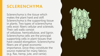 SCLERENCHYMA
Sclerenchyma is the tissue which
makes the plant hard and stiff.
Sclerenchyma is the supporting tissue
in plants. Two types of sclerenchyma
cells exist: fibers cellular and sclereids.
Their cell walls consist
of cellulose, hemicellulose, and lignin.
Sclerenchyma cells are the principal
supporting cells in plant tissues that
have ceased elongation. Sclerenchyma
fibers are of great economic
importance, since they constitute the
source material for many fabrics
(e.g. flax, hemp, jute, and ramie).
 