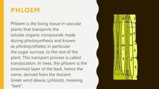 PHLOEM
Phloem is the living tissue in vascular
plants that transports the
soluble organic compounds made
during photosynthesis and known
as photosynthates, in particular
the sugar sucrose, to the rest of the
plant. This transport process is called
translocation. In trees, the phloem is the
innermost layer of the bark, hence the
name, derived from the Ancient
Greek word φλοιός (phloiós), meaning
"bark".
 