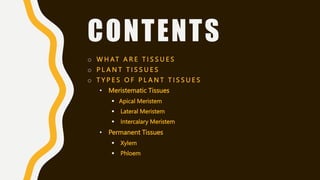 CONTENTS
o W H AT A R E T I S S U E S
o P L A N T T I S S U E S
o T Y P E S O F P L A N T T I S S U E S
• Meristematic Tissues
 Apical Meristem
 Lateral Meristem
 Intercalary Meristem
• Permanent Tissues
 Xylem
 Phloem
 