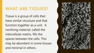 WHAT ARE TISSUES?
Tissue is a group of cells that
have similar structure and that
function together as a unit. A
nonliving material, called the
intercellular matrix, fills the
spaces between the cells. This
may be abundant in some tissues
and minimal in others.
 